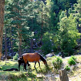 ������������� ��������.