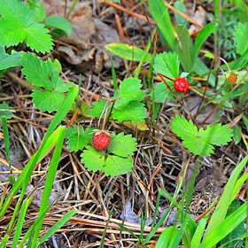 ���������.